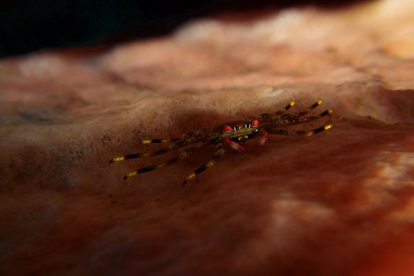 crab by Michael Brown